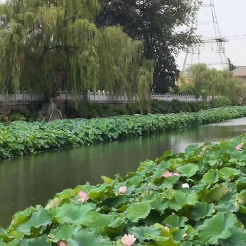 水韵莲城