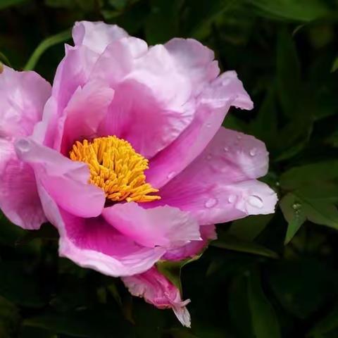 漫花庄园盛开的牡丹