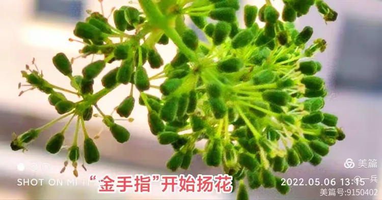 七年葡萄赔偿多少钱一棵