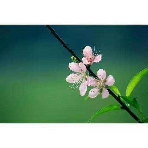 相约线上，相约春天