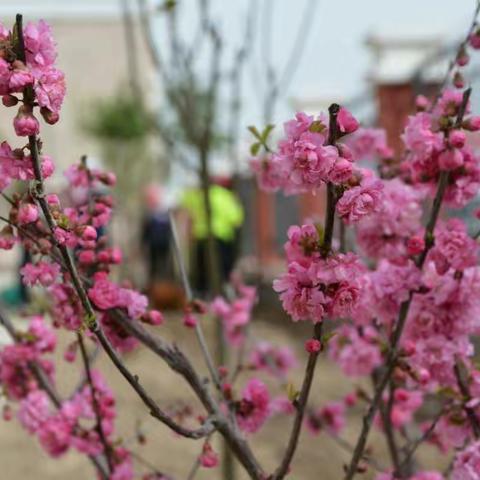 党员义务植树，共建绿色六小。