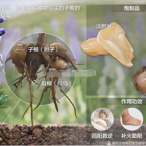 河头小学致家长禁食草乌、 附子严防中毒安全知识宣传