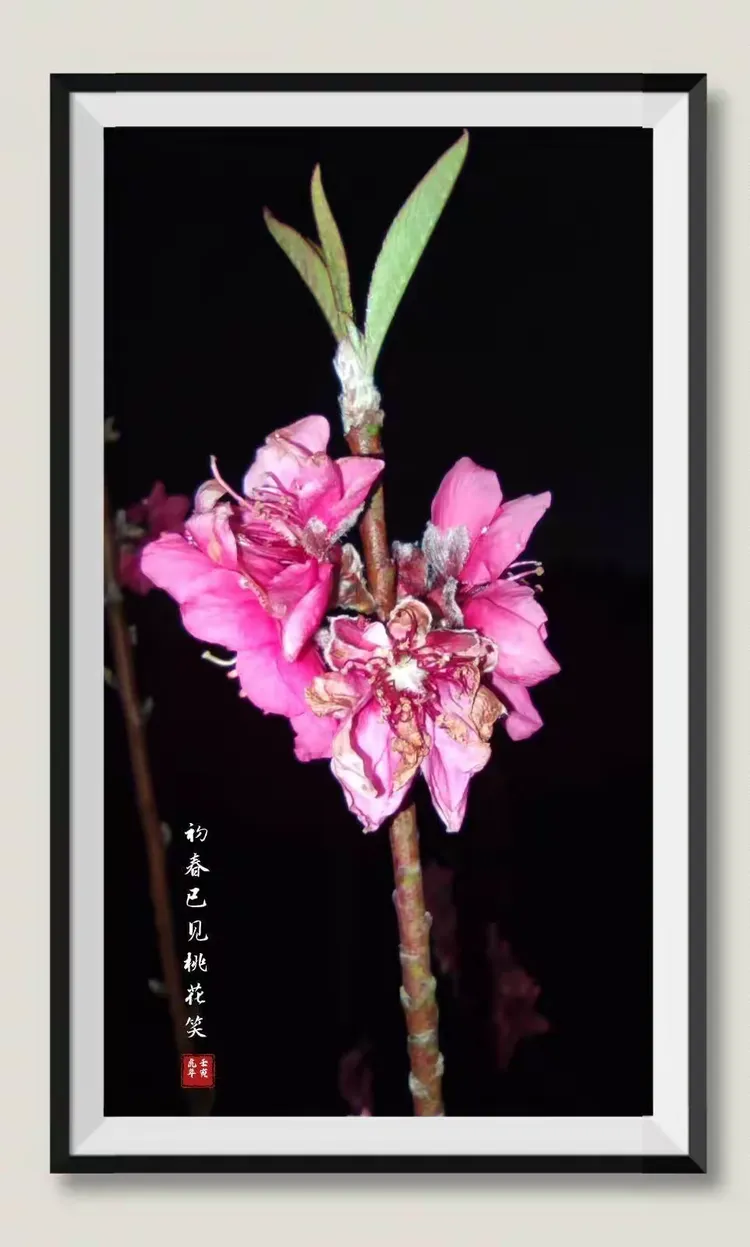 初春已见桃花笑