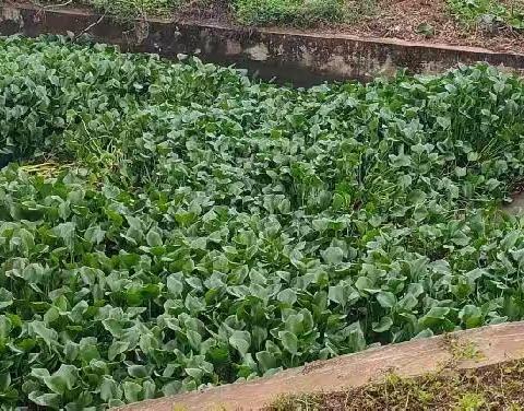 调楼镇开展水浮莲清理“百日大战”攻坚专项行动