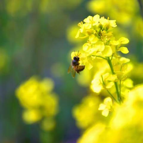 油菜花香时