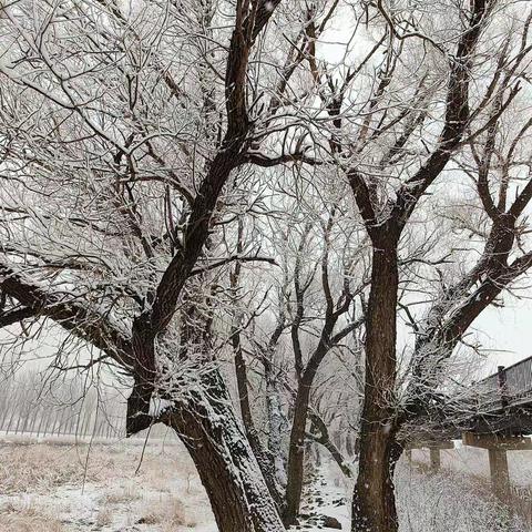 四月雪景--雾凇