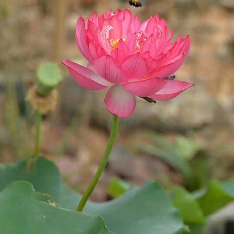 接天莲叶无穷碧，映日荷花别样红。（朋友圈偶得）