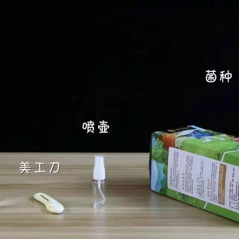 吕新宸秀珍菇养殖观察日记（副本）