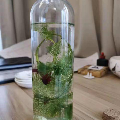 吕新雨家庭实验作业—奇妙的生态瓶