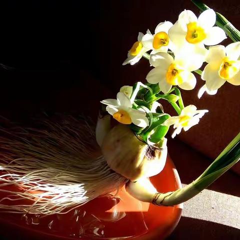 朱家花园举办水仙花展