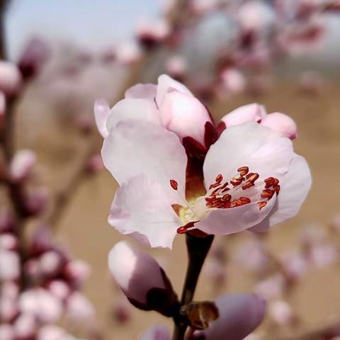 【悠悠我心】院落桃花