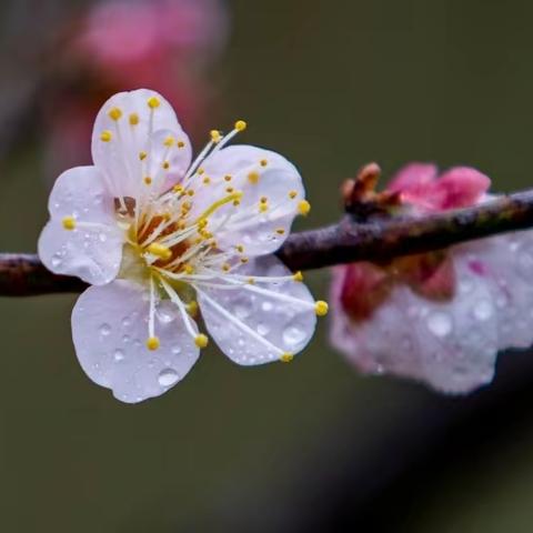 又见梅花