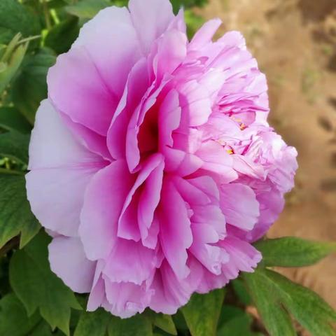 咸阳湖畔牡丹盛开