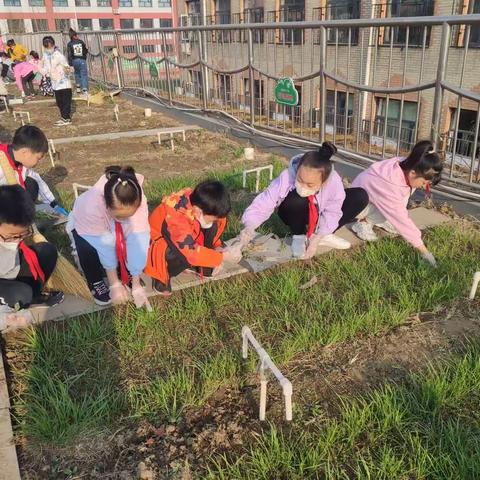 实践基地学种菜 劳动教育促成长——龙华小学劳动基地全新启动