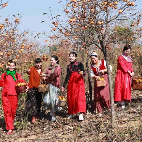 又是一年柿子红