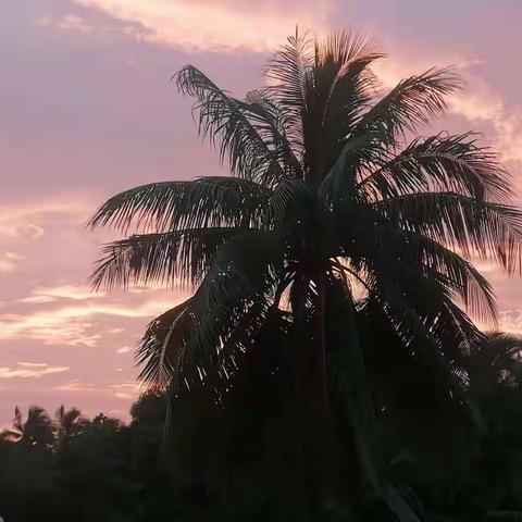 会文中心小学五三班实践作业“寻找春天”！