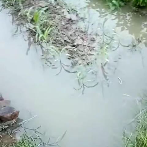 巡查和清理水溪隐患