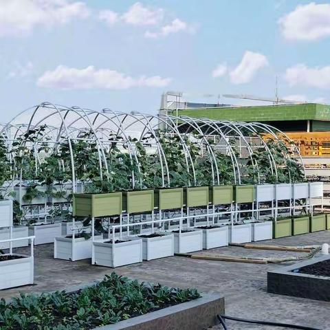 空中菜园一日游