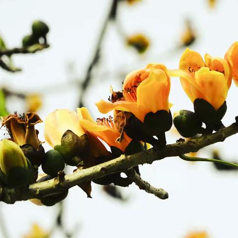 顺德勒北村摄影木棉花一日游