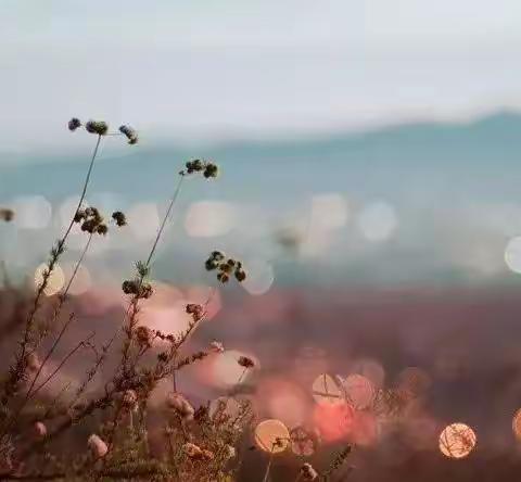 望月怀远 花好月圆