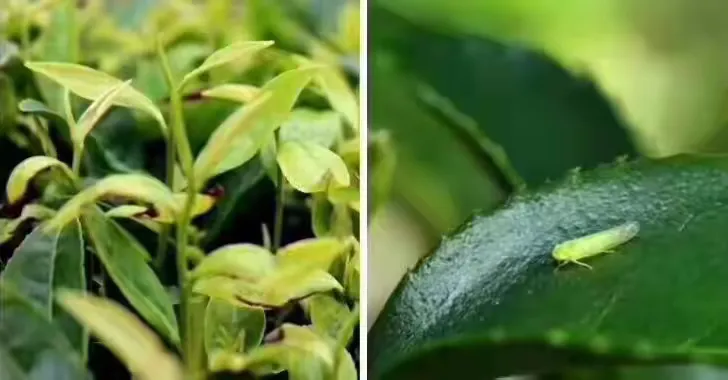 黄美人柑橘果子多少一斤