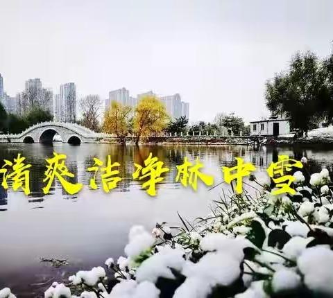 清爽洁净林中雪