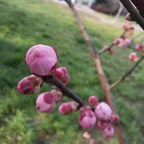 子云亭风景区观红梅