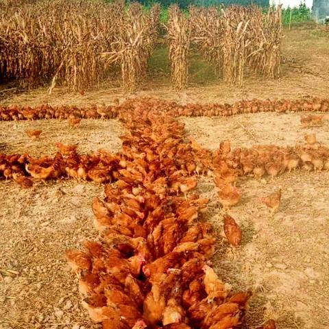 咱新农人用自已的方式向祖国70华诞献礼！