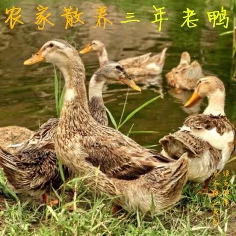 煮熟的鸭子飞的更远、有汤才有家的感觉