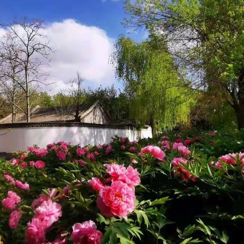 牡丹绽放大观园     🌥️🌺🌿