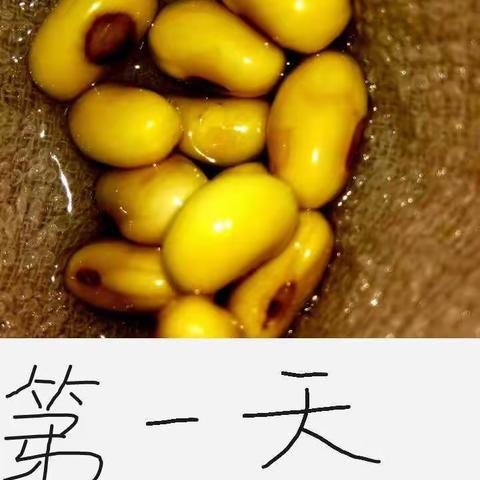 豆芽宝贝的成长