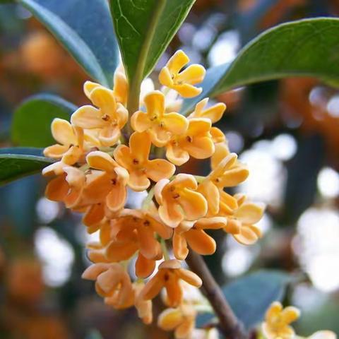 人闲桂花落，采花酿茶酒