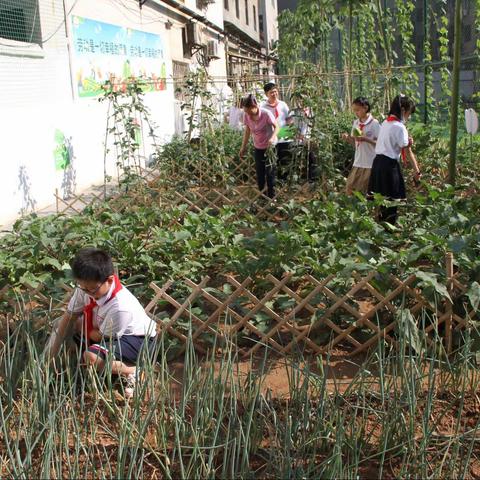 哇！蔬菜丰收好大餐——新密市实验小学劳动育人基地之收获篇