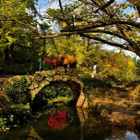 妥乐：时光清浅，银杏金黄