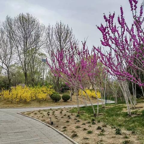 春意盎然的巴沟山水园