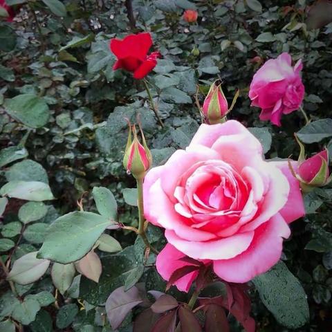 秋日“春色”满园