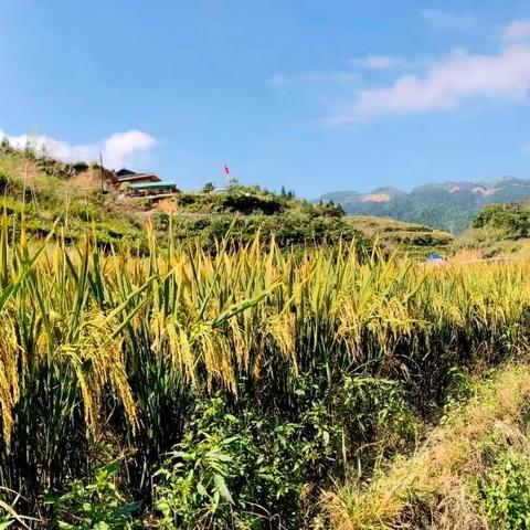 回放——龙脊秋季