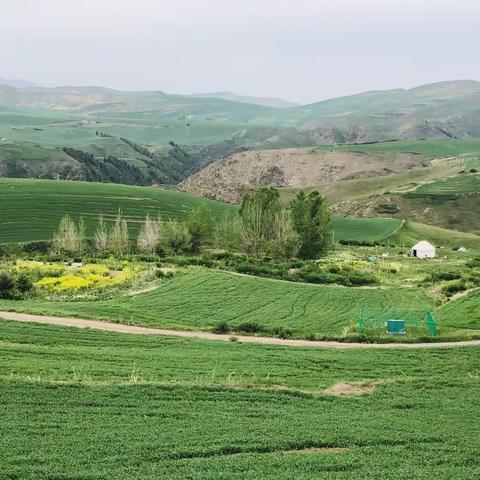 麦田秘境——江布拉克