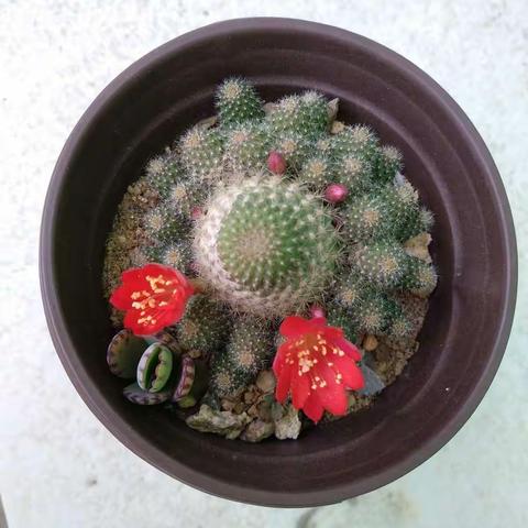 花