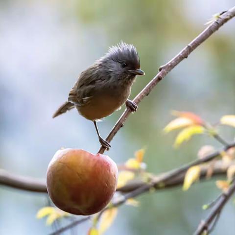 百花岭观鸟（2）