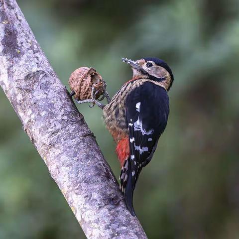 百花岭观鸟（1）
