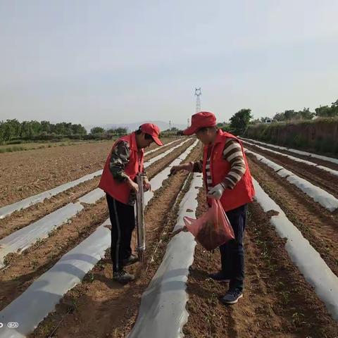田间劳动的快乐你们尝过吗？体会劳动的快乐，享受田间的空气，那是何等的畅快与幸福！