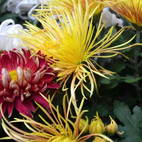 2019年11月11日峨岭公园赏菊