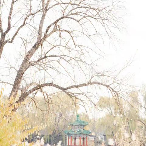 圆明园冬日-20221122