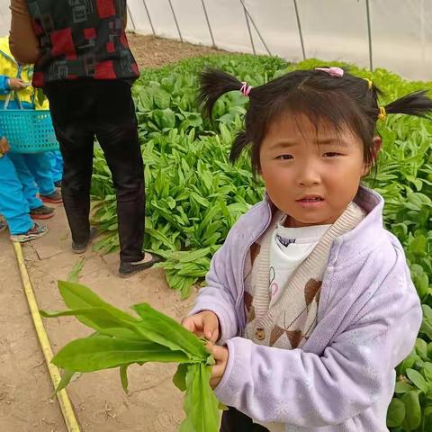 希望幼儿园户外科普基地——中三班体验《悯农》“锄禾日当午，汗滴禾下土，谁知盘中餐，粒粒皆辛苦”真正的含义。