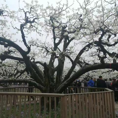 砀山梨花，等你来欣赏