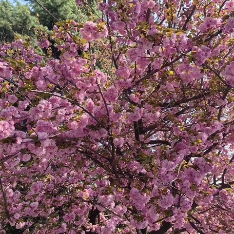 芳菲四月春日宴，数学研讨兴致高