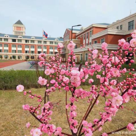 扬帆知识海洋  畅游灵魂殿堂     ———庙湾小学六年级“与名师共读一本书”公益阅读课程第四期《我的草原我的狗》