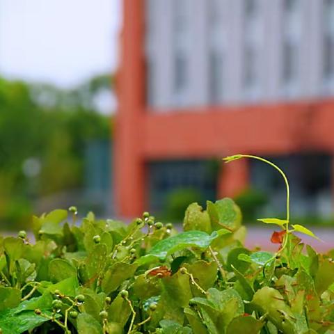 “谦”手梦想，“益”起启航——烟台开发区谦益小学开学啦