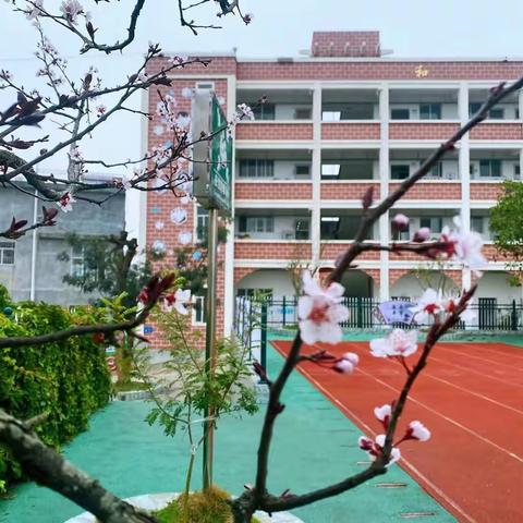 校园育桃李 累累硕果香，马关县第三小学果实节采摘活动